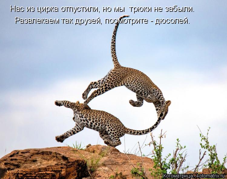 Котоматрица: Нас из цирка отпустили, но мы  трюки не забыли. Развлекаем так друзей, посмотрите - дюсолей.