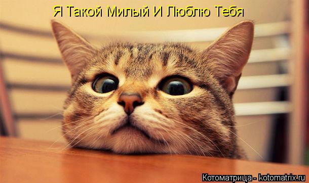 Я Такой Милый И Люблю Тебя... Котоматрица: Я Такой Милый И Люблю Тебя