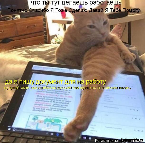 что ты тут делаешь работаешь да я пишу документ для на работу Понятно Спасибо Я Тоже Сделаю Давай Я Т... Котоматрица: что ты тут делаешь работаешь да я пишу документ для на работу Понятно Спасибо Я Тоже Сделаю Давай Я Тебе Помогу ну давай если там ошибки на р