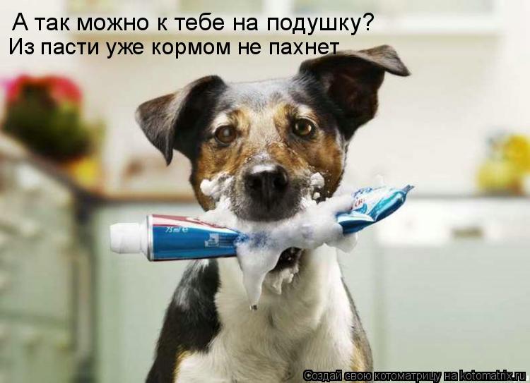 А так можно к тебе на подушку? Из пасти уже кормом не пахнет... Котоматрица: А так можно к тебе на подушку? Из пасти уже кормом не пахнет