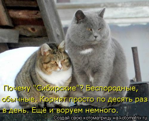 Котоматрица: Почему "Сибирские"? Беспородные,  обычные. Кормят просто по десять раз в день. Ещё и воруем немного.