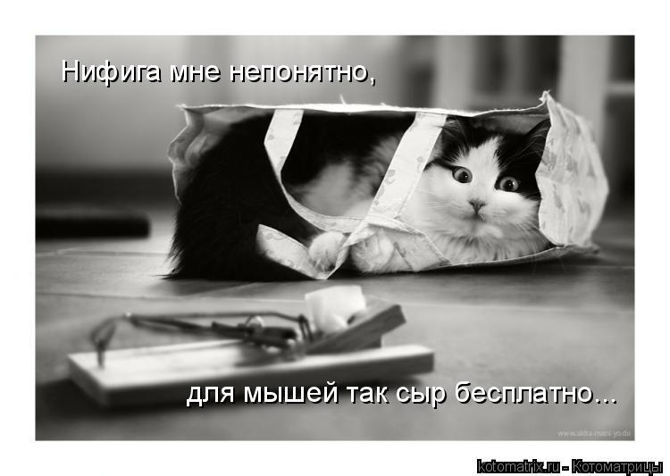 для мышей так сыр бесплатно... Нифига мне непонятно,... Котоматрица: для мышей так сыр бесплатно... Нифига мне непонятно,