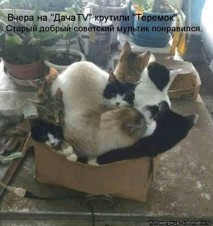 Вчера на "ДачаTV" крутили "Теремок". Старый добрый советский мультик понравился.... Котоматрица: Вчера на "ДачаTV" крутили "Теремок". Старый добрый советский мультик понравился.