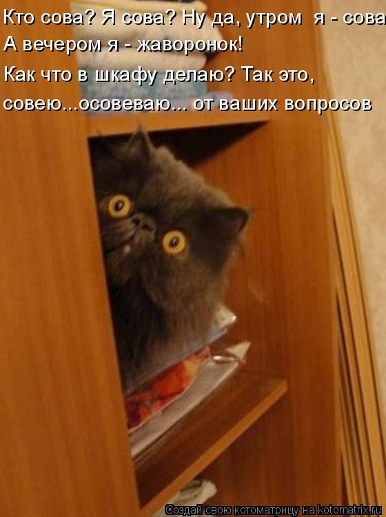 Кто сова? Я сова? Ну да, утром я - сова А вечером я - жаворонок! Как что в шкафу делаю? Так это, с... Котоматрица: Кто сова? Я сова? Ну да, утром я - сова А вечером я - жаворонок! Как что в шкафу делаю? Так это, совею...осовеваю... от ваших вопросов