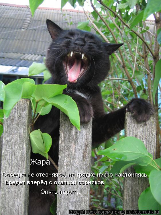 Котоматрица: Жара...  Соседка не стесняясь, на грядке низко наклоняясь  Бредёт вперёд с охапкой сорняков Опять парит...