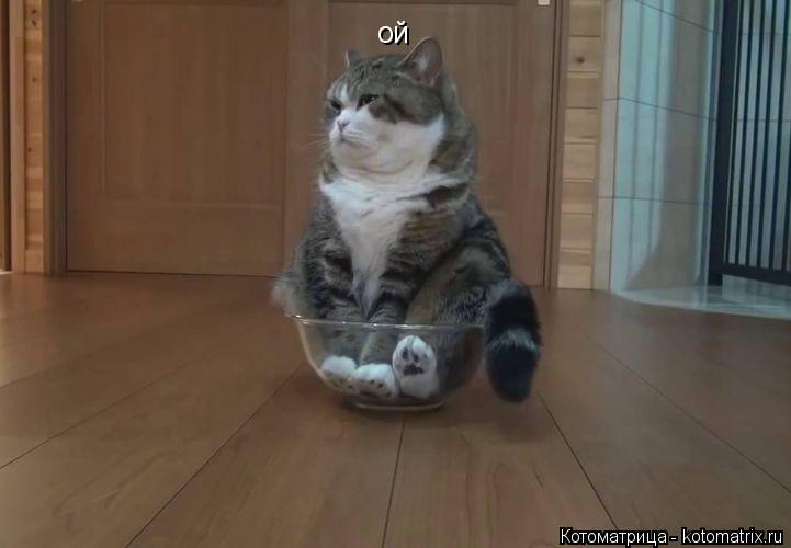 ой... Котоматрица: ой