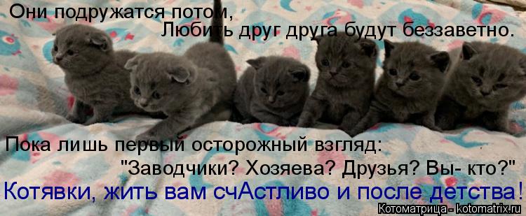 Котоматрица: Они подружатся потом, Любить друг друга будут беззаветно. Пока лишь первый осторожный взгляд: "Заводчики? Хозяева? Друзья? Вы- кто?" Котявки, ?
