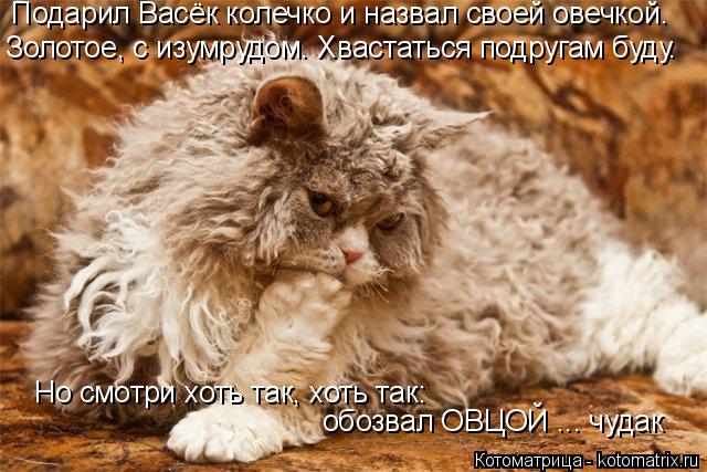 Котоматрица: Подарил Васёк колечко и назвал своей овечкой. Золотое, с изумрудом. Хвастаться подругам буду. Но смотри хоть так, хоть так: обозвал ОВЦОЙ ... ч