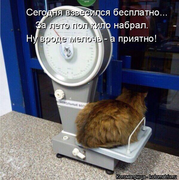 Сегодня взвесился бесплатно... За лето пол кило набрал. Ну вроде мелочь - а приятно!... Котоматрица: Сегодня взвесился бесплатно... За лето пол кило набрал. Ну вроде мелочь - а приятно!