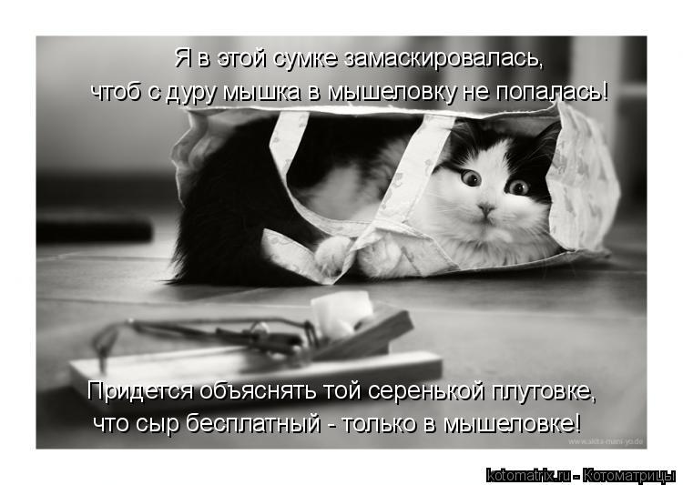 чтоб с дуру мышка в мышеловку не попалась! Я в этой сумке замаскировалась, Придется объяснять той сер... Котоматрица: чтоб с дуру мышка в мышеловку не попалась! Я в этой сумке замаскировалась, Придется объяснять той серенькой плутовке, что сыр бесплатный - т?