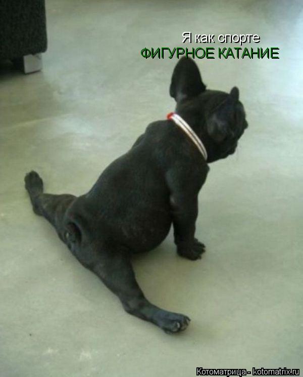 Я как спорте ФИГУРНОЕ КАТАНИЕ... Котоматрица: Я как спорте ФИГУРНОЕ КАТАНИЕ