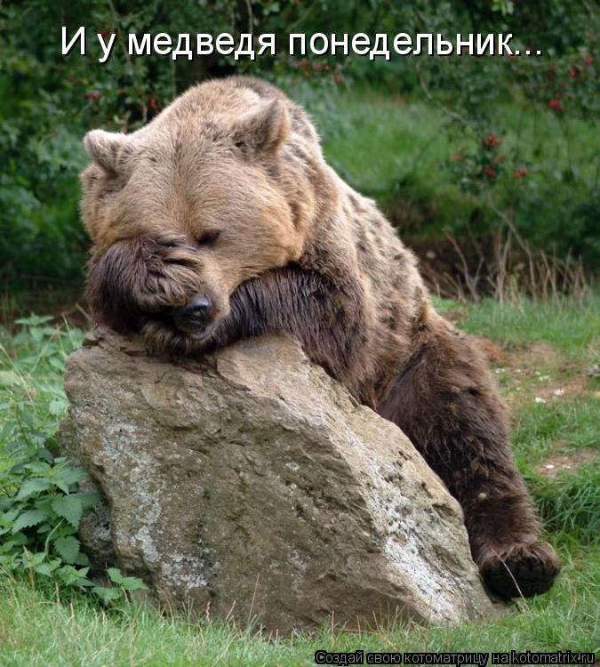 Котоматрица: И у медведя понедельник...