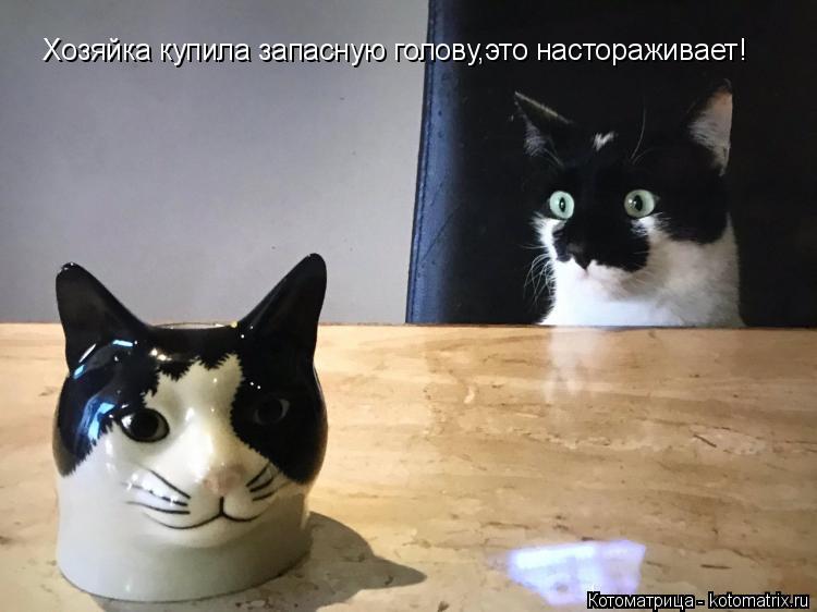 Котоматрица: Хозяйка купила запасную голову,это настораживает!