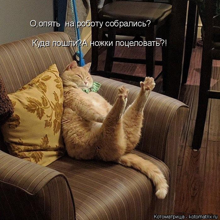 О,опять на роботу собрались? Куда пошли?А ножки поцеловать?!... Котоматрица: О,опять на роботу собрались? Куда пошли?А ножки поцеловать?!