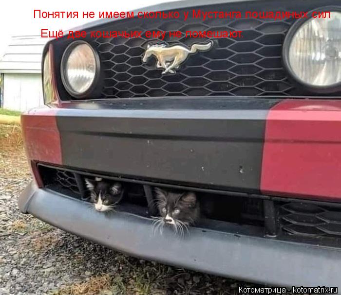 Понятия не имеем сколько у Мустанга лошадиных сил Ещё две кошачьих ему не помешают.... Котоматрица: Понятия не имеем сколько у Мустанга лошадиных сил Ещё две кошачьих ему не помешают.