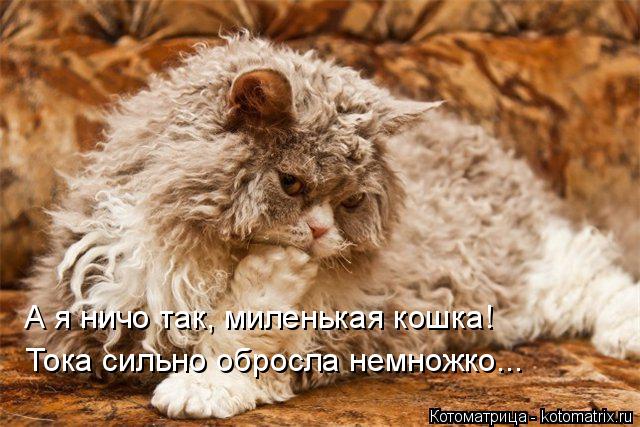 А я ничо так, миленькая кошка! Тока сильно обросла немножко...... Котоматрица: А я ничо так, миленькая кошка! Тока сильно обросла немножко...