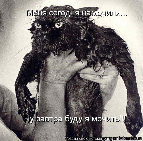 Меня сегодня намочили... Ну завтра буду я мочить!!!... Котоматрица: Меня сегодня намочили... Ну завтра буду я мочить!!!