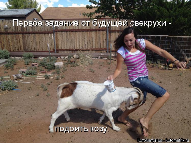 Первое задание от будущей свекрухи - подоить козу.... Котоматрица: Первое задание от будущей свекрухи - подоить козу.