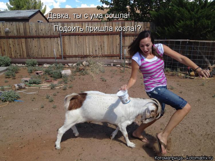 Девка, ты с ума сошла! Подоить пришла козла!?... Котоматрица: Девка, ты с ума сошла! Подоить пришла козла!?