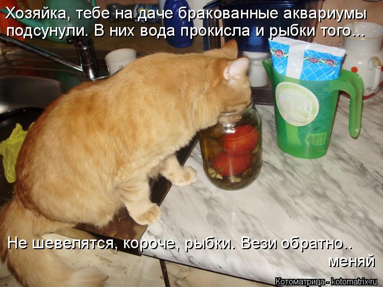 Котоматрица: Хозяйка, тебе на даче бракованные аквариумы  подсунули. В них вода прокисла и рыбки того...  Не шевелятся, короче, рыбки. Вези обратно.. меняй