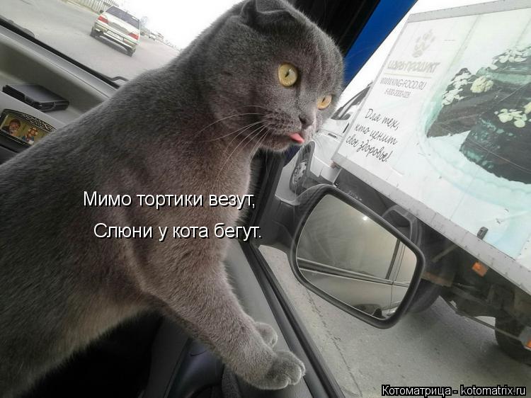 Мимо тортики везут, Слюни у кота бегут.... Котоматрица: Мимо тортики везут, Слюни у кота бегут.