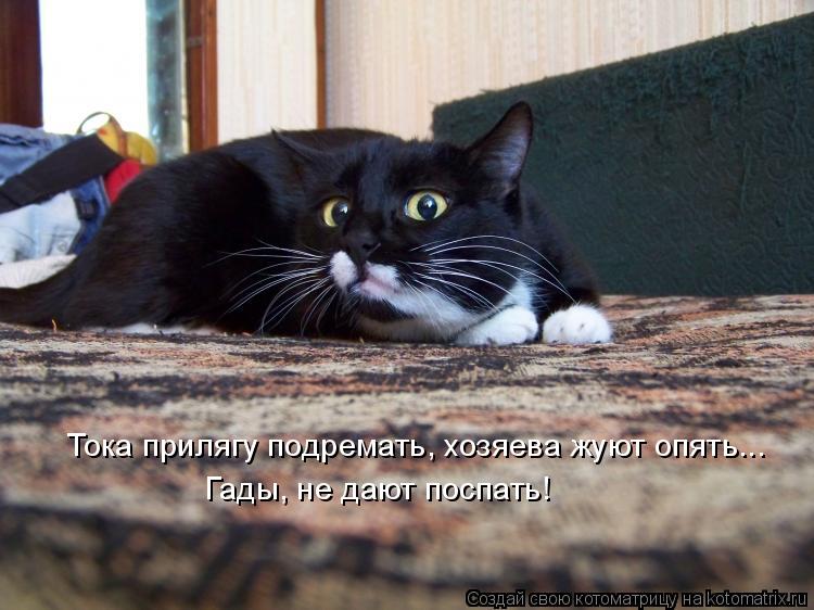 Тока прилягу подремать, хозяева жуют опять... Гады, не дают поспать!... Котоматрица: Тока прилягу подремать, хозяева жуют опять... Гады, не дают поспать!