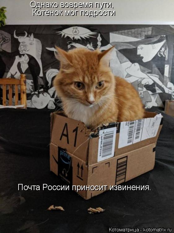 Однако вовремя пути, Котёнок мог подрости Почта России приносит извинения.... Котоматрица: Однако вовремя пути, Котёнок мог подрости Почта России приносит извинения.