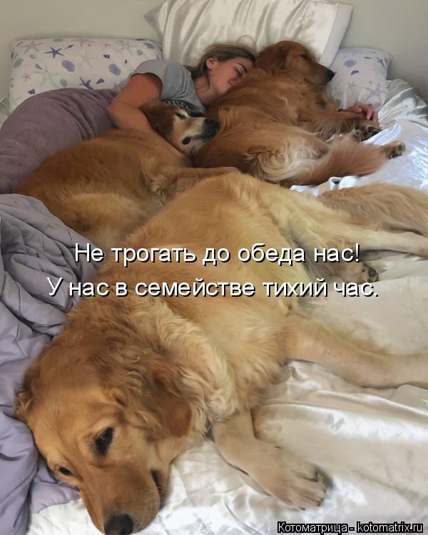 Котоматрица: Не трогать до обеда нас! У нас в семействе тихий час.