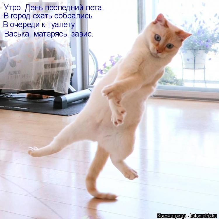 Утро. День последний лета. В город ехать собрались В очереди к туалету Васька, матерясь, завис.... Котоматрица: Утро. День последний лета. В город ехать собрались В очереди к туалету Васька, матерясь, завис.