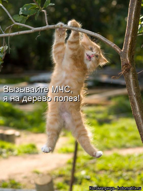 Котоматрица: Вызывайте МЧС, я на дерево полез!