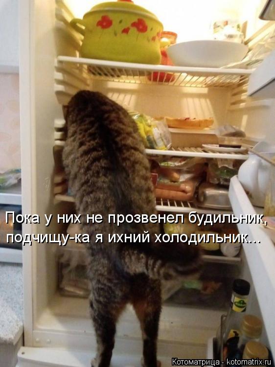 Котоматрица: Пока у них не прозвенел будильник, подчищу-ка я ихний холодильник...