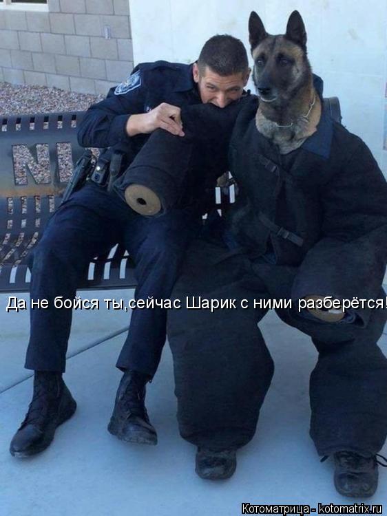 Котоматрица: Да не бойся ты,сейчас Шарик с ними разберётся!