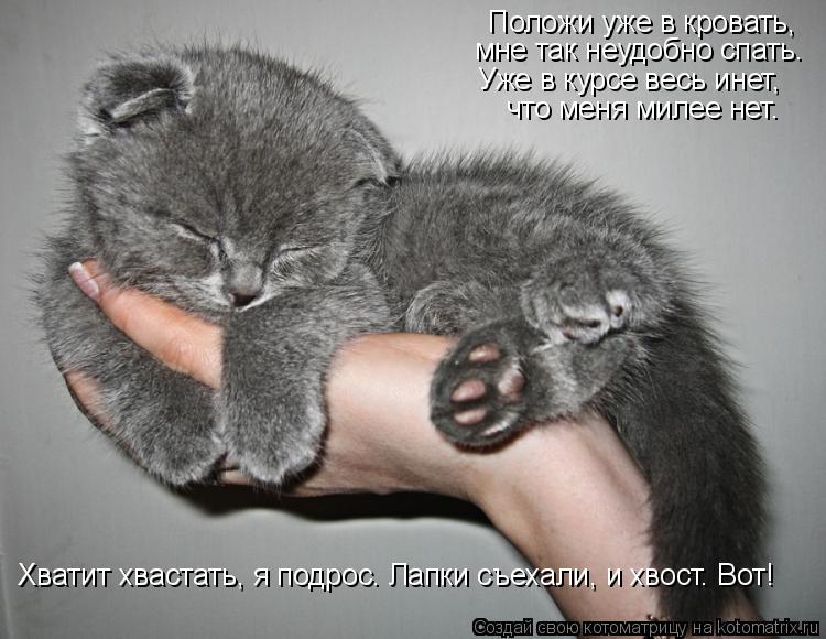Положи уже в кровать, мне так неудобно спать. Уже в курсе весь инет, что меня милее нет. Хватит хваст... Котоматрица: Положи уже в кровать, мне так неудобно спать. Уже в курсе весь инет, что меня милее нет. Хватит хвастать, я подрос. Лапки съехали, и хвост. Вот!