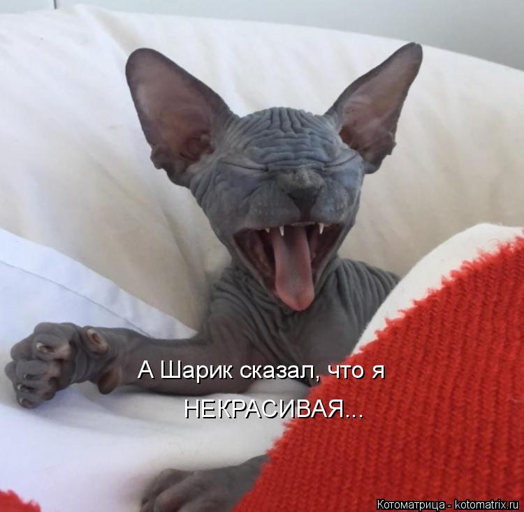 А Шарик сказал, что я НЕКРАСИВАЯ...... Котоматрица: А Шарик сказал, что я НЕКРАСИВАЯ...