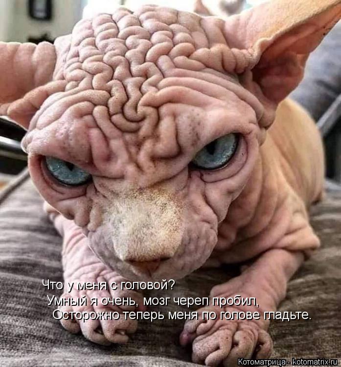 Что у меня с головой? Умный я очень, мозг череп пробил, Осторожно теперь меня по голове гладьте.... Котоматрица: Что у меня с головой? Умный я очень, мозг череп пробил, Осторожно теперь меня по голове гладьте.