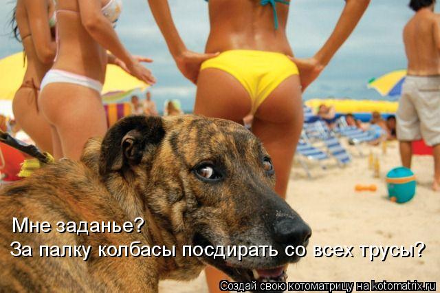 Мне заданье? За палку колбасы посдирать со всех трусы?... Котоматрица: Мне заданье? За палку колбасы посдирать со всех трусы?