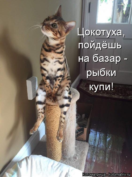 Цокотуха, пойдёшь на базар - рыбки купи!... Котоматрица: Цокотуха, пойдёшь на базар - рыбки купи!