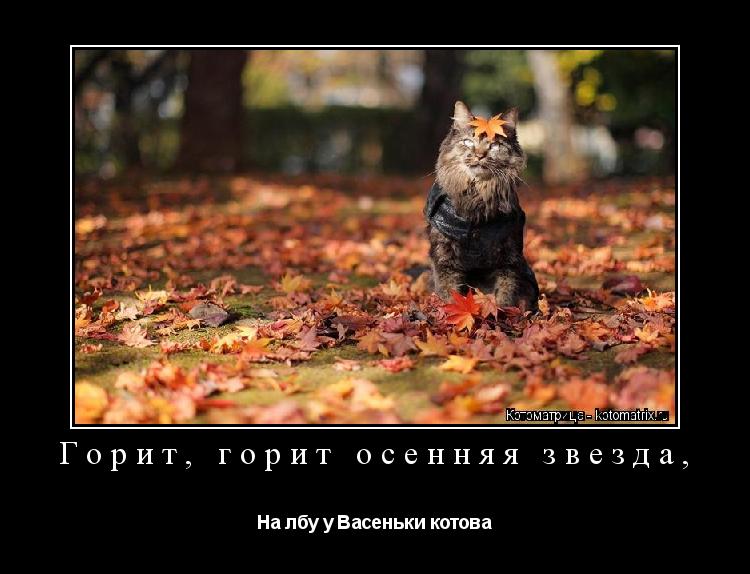 Горит, горит осенняя звезда, На лбу у Васеньки котова... Котоматрица: Горит, горит осенняя звезда, На лбу у Васеньки котова