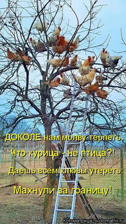 ДОКОЛЕ нам молву терпеть, Что курица - не птица?! Даешь всем клювы утереть: Махнули за границу!... Котоматрица: ДОКОЛЕ нам молву терпеть, Что курица - не птица?! Даешь всем клювы утереть: Махнули за границу!