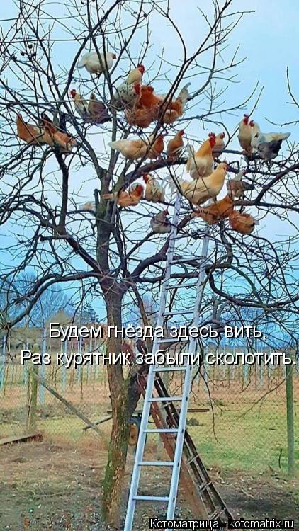 Котоматрица: Будем гнёзда здесь вить, Раз курятник забыли сколотить.