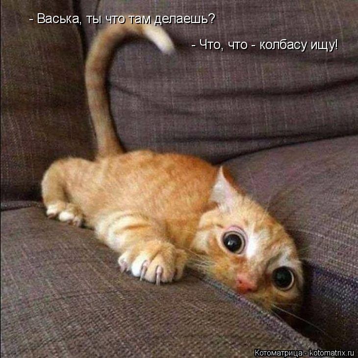 - Васька, ты что там делаешь? - Что, что - колбасу ищу!... Котоматрица: - Васька, ты что там делаешь? - Что, что - колбасу ищу!