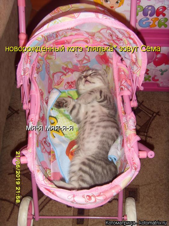 новорождённый котэ *лялька* зовут Сёма мя-я мяя-я-я... Котоматрица: новорождённый котэ *лялька* зовут Сёма мя-я мяя-я-я