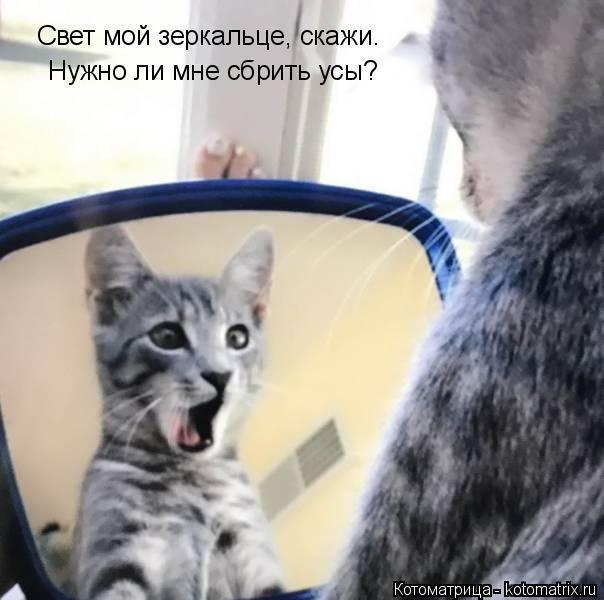 Свет мой зеркальце, скажи. Нужно ли мне сбрить усы?... Котоматрица: Свет мой зеркальце, скажи. Нужно ли мне сбрить усы?