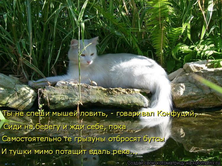 Сиди на берегу и жди себе, пока Ты не спеши мышей ловить, - говаривал Конфуций, Самостоятельно те гр... Котоматрица: Сиди на берегу и жди себе, пока Ты не спеши мышей ловить, - говаривал Конфуций, Самостоятельно те грызуны отбросят бутсы И тушки мимо потащи?