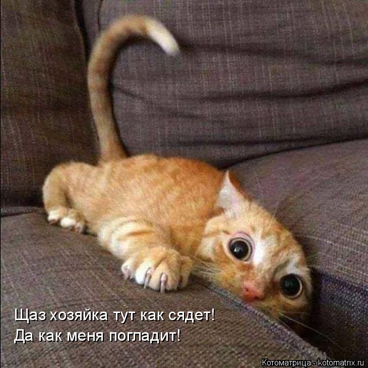 Щаз хозяйка тут как сядет! Да как меня погладит!... Котоматрица: Щаз хозяйка тут как сядет! Да как меня погладит!