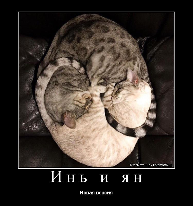 Инь и ян Новая версия... Котоматрица: Инь и ян Новая версия