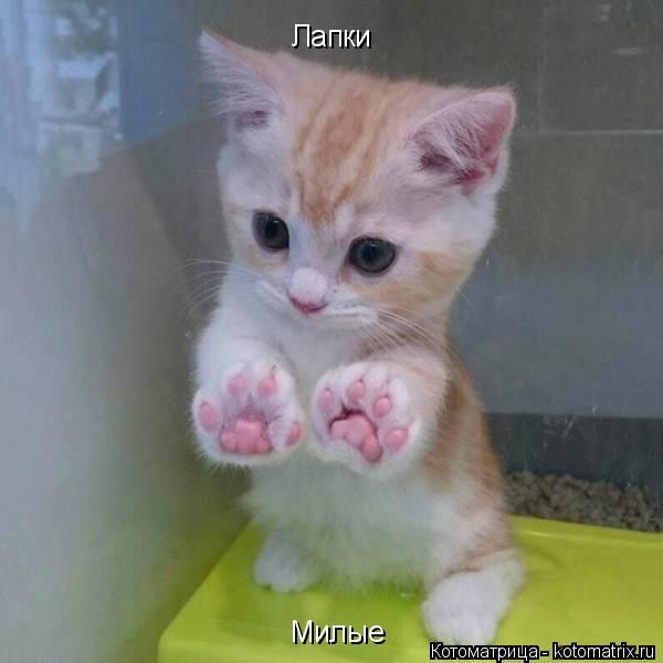 Лапки Милые... Котоматрица: Лапки Милые
