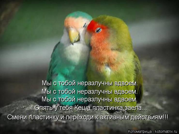 Мы с тобой неразлучны вдвоем. Мы с тобой неразлучны вдвоем. Мы с тобой неразлучны вдвоем. Опять у теб... Котоматрица: Мы с тобой неразлучны вдвоем. Мы с тобой неразлучны вдвоем. Мы с тобой неразлучны вдвоем. Опять у тебя Кеша пластинка заела... Смени пластинк?