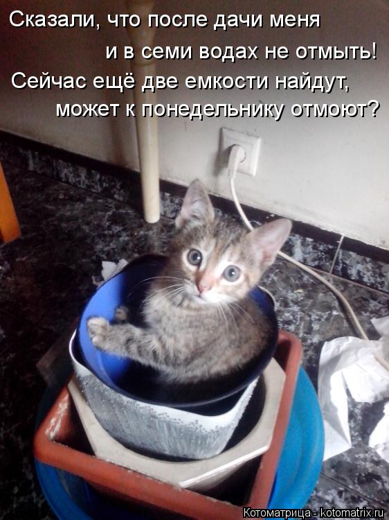Сказали, что после дачи меня и в семи водах не отмыть! Сейчас ещё две емкости найдут, может к понеде... Котоматрица: Сказали, что после дачи меня и в семи водах не отмыть! Сейчас ещё две емкости найдут, может к понедельнику отмоют?