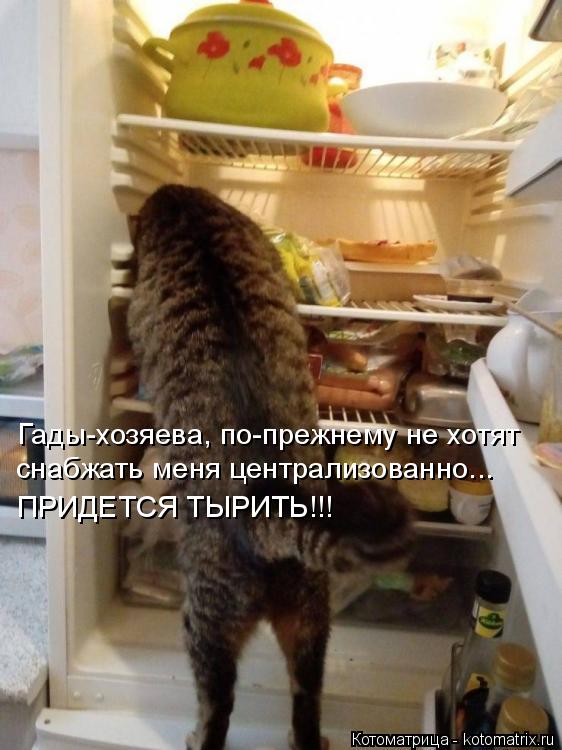 Гады-хозяева, по-прежнему не хотят снабжать меня централизованно... ПРИДЕТСЯ ТЫРИТЬ!!!... Котоматрица: Гады-хозяева, по-прежнему не хотят снабжать меня централизованно... ПРИДЕТСЯ ТЫРИТЬ!!!